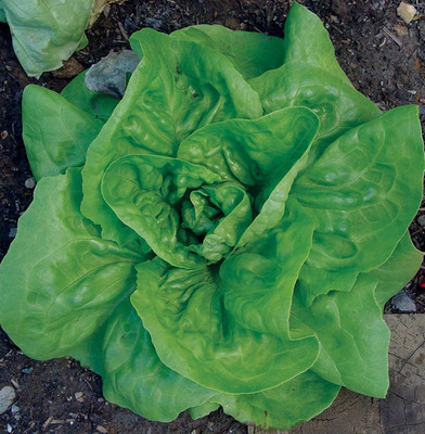 CYBEXIS GBPUT-95 - Dynamite Lettuce - (1350 Seeds) Seed(1350 per packet)