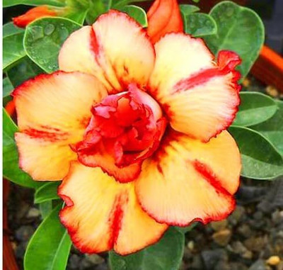 Qualtivate VXI-431 Adenium Desert Roses Double-Silk-of-Yellow Seed(30 per packet)
