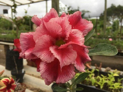 Qualtivate HUA-307 Double Pink Desert Rose Adenium Obesum Seed(30 per packet)