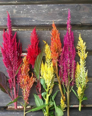 Mozette Exotic celosia Seed(39 per packet)