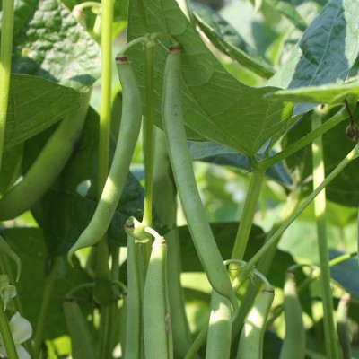 SEMPA French Bean 'Dubbele witte zonder draad Seed(500 per packet)