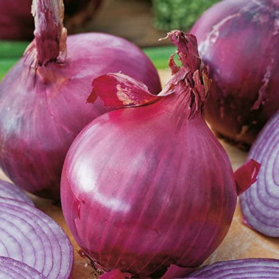 CYBEXIS Heirloom Hybrid Nasik Red Onion Seeds1000 Seeds Seed(1000 per packet)