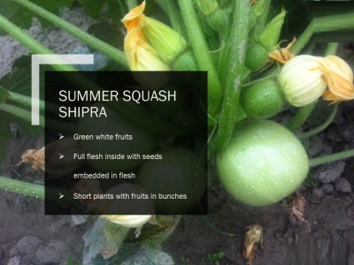 CYBEXIS SUMMER SQUASH SHIPRA SEEDS(250 Seeds) Seed(250 per packet)