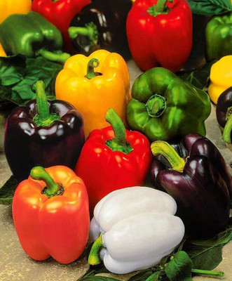 DIVINE CAPSICUM Seed(70 per packet)