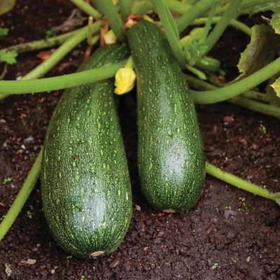 KNESSiN Heirloom Black Beauty Zucchini Seeds for Terrace Gardening - (100 Seeds) Seed(10 per packet)