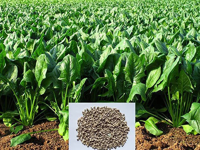 WILLVINE VXI-423 Palak or Spinach Vegetable Seeds Seed(500 per packet)