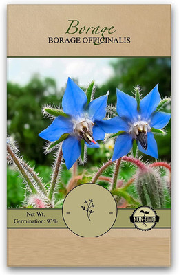 CYBEXIS VXI-36 - Blue Borage - (1350 Seeds) Seed(1350 per packet)