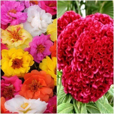 Aywal Portulaca /Celosia Cockscomb Flower Seed(10 per packet)