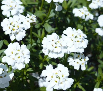 CEZIUS Candytuft, Empress Rocket (Iberis amara) Seed(60 per packet)