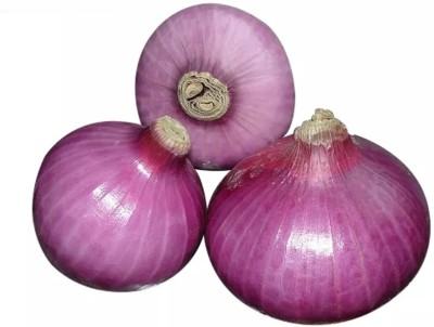 WATIKA Nasik Onion Seed(1500 per packet)