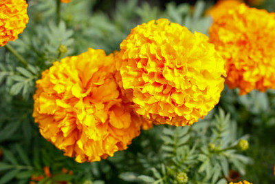 Desi Arahar marigold,gende ka phool seeds Seed(21 per packet)