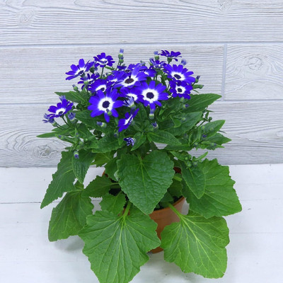 Lorvox Cineraria Early Perfection Mixed Seed(20 per packet)
