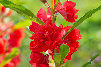 XOLDAA BALSAM FLOWER SEEDS Seed(30 per packet)