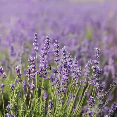 CYBEXIS PUAS-60 - Lavender Vera - (2250 Seeds) Seed(2250 per packet)