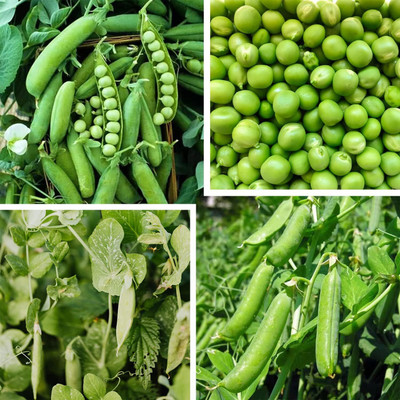Qualtivate PUA-4A Sugar Daddy Snap Pea Seeds Seed(200 per packet)