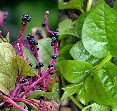 DEYS AGRO ™ malabar spinach seeds,plant Seed(113 per packet)