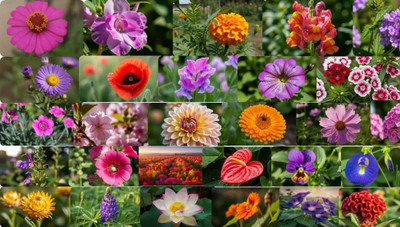 greenflex Seeds for Planting, flower seeds, Multi Flower Seeds, Mixed Flower Seeds Seed(28 g)