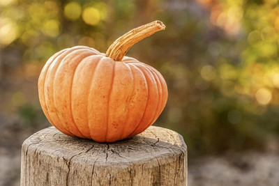 Qualtivate GXL-6AT Appalachian Pumpkin Premium Hybrid Quality Seed(50 per packet)