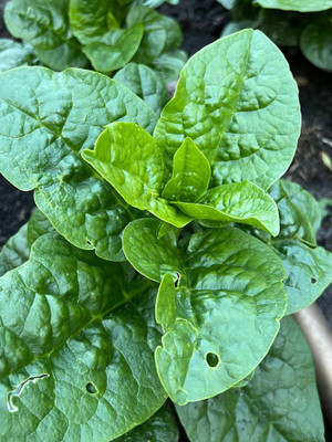 SEEDARIA Malabar spinach seeds, poi saag seeds, green f1 Hybrid pui saag seeds Seed(100 per packet)