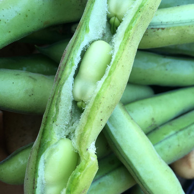 Avysa Broad Bean – Aquadulce Claudia Seed(25 per packet)