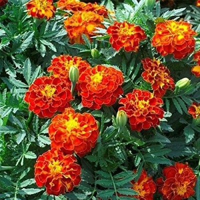 Aywal HYBRID SEEDS Chrysanthemums flower Seed(10 per packet)