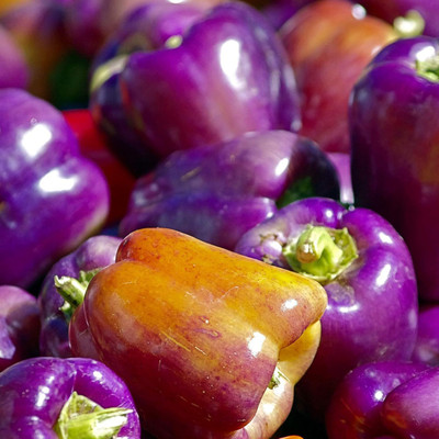 Qualtivate PUAS-3A Purple Capsicum Seeds Seed(100 per packet)