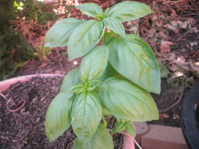 Quentova Basil Italian Large Leaf-PUA Seed(300 per packet)