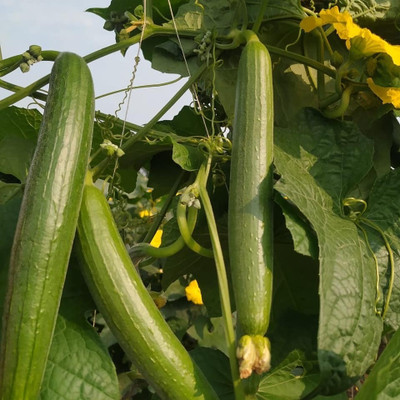 Flipkart SmartBuy Sponge Gourd Seed(25 per packet)