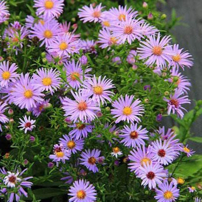 CYBEXIS LXI-56 - Blooming Dutch Chrysanthemum - (270 Seeds) Seed(270 per packet)