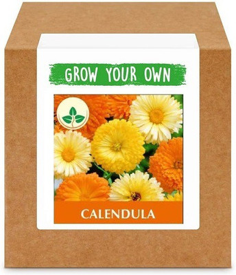 CYBEXIS Calendula Seed(50 per packet)