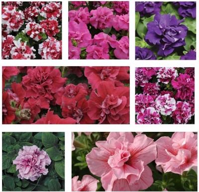 Biosnyg Petunia - Double Madness Series Mix-[50 Seeds] Seed(50 per packet)