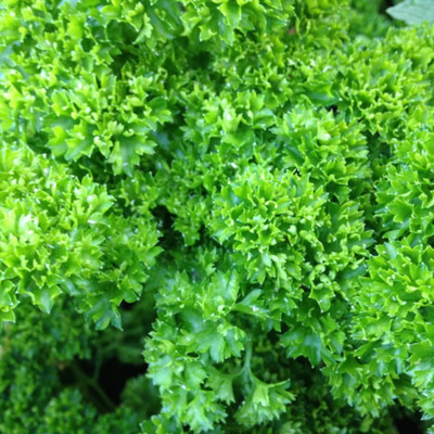 Quentova Moss Curled Leaf Parsley -Organic Parsley-VXL-4M Seed(100 per packet)
