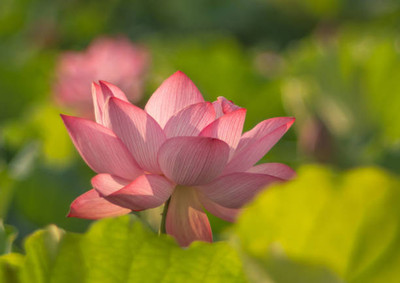 LKM lotus,kamal gatta Seed(11 per packet)