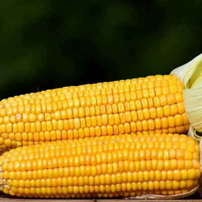 CYBEXIS Yellow Corn Seeds Natural Non-GMO2000 Seeds Seed(2000 per packet)