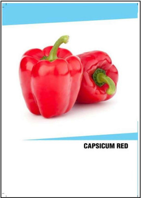 CYBEXIS Hybrid Red Capsicum Seeds(2500 Seeds) Seed(2500 per packet)