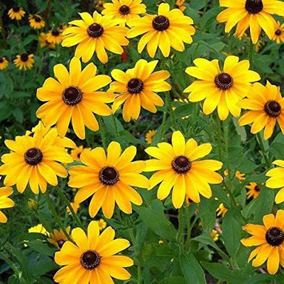 Aro Miniature sun flower Seed(65 per packet)