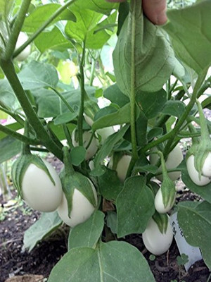 Qualtivate PUA-2A White Brinjal F1 Hybrid Variety Seed(300 per packet)