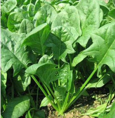 BDSresolve Water Spinach Seeds pack of 1010 Seed(1010 per packet)
