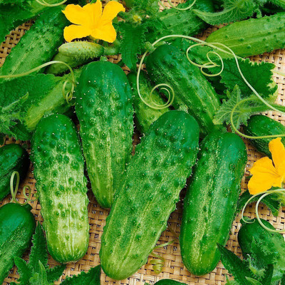 CYBEXIS KGF -88 - Cucumber Bush Type Pickling - (1350 Seeds) Seed(1350 per packet)