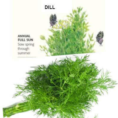 WILLVINE Quality Dill Herb Seeds-[1000 Seeds] Seed(1000 per packet)