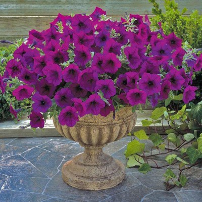 WHADE Petunia Trilogy Purple Flower Seed(150 per packet)