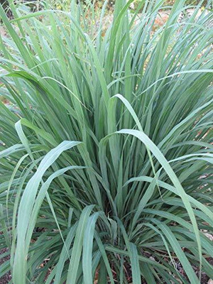 Aywal Lemon Grass/Lemongrass Seed(110 per packet)
