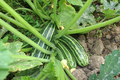 CYBEXIS XLL-18 - Zucchini Gren Tiger - (75 Seeds) Seed(75 per packet)