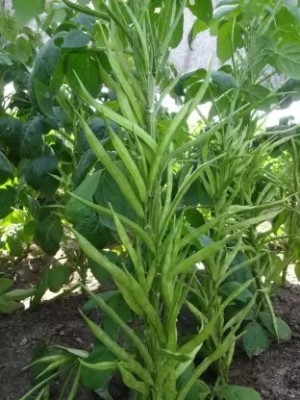 SUAA Cluster beans (guar) vegetable Seed(100 per packet)