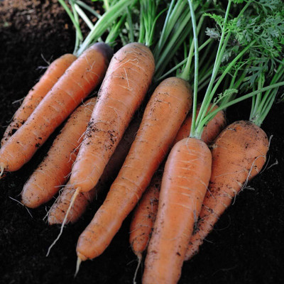 CRGO GAAJAR, CARROT Seed(2000 per packet)