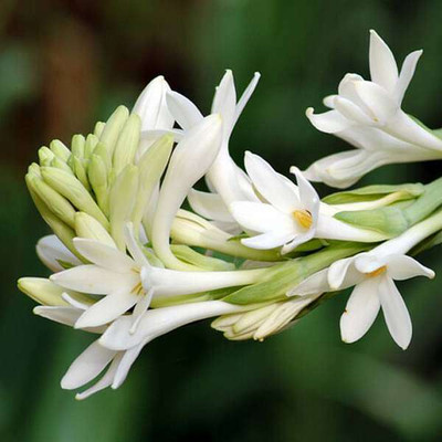 BSARKAR Rajnigandha Tuberose Flower Bulbs- Pack of 11 Bulbs Seed Seed(11 per packet)