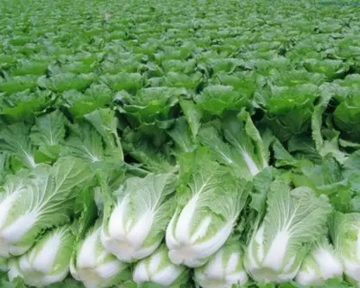 Aro Cabbage Seed(90 per packet)
