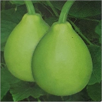 BSARKAR Round bottle gourd seed Seed(20 per packet)