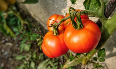 Pramix tomato Seed(150 per packet)