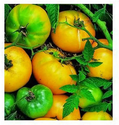 KNESSiN Azoychka Tomatoes Seed(500 per packet)